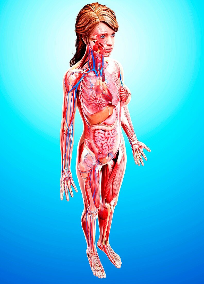 Female anatomy,artwork