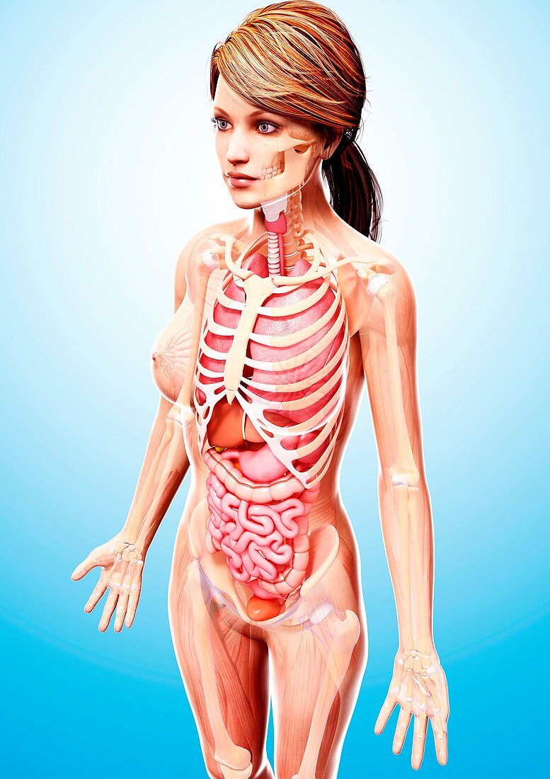 Female anatomy,artwork