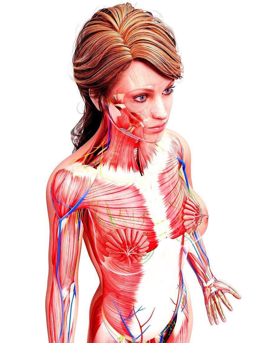 Female anatomy,artwork