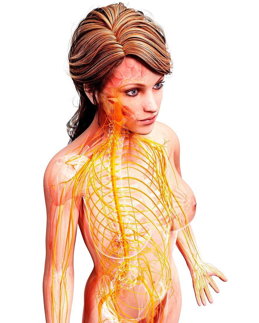 Female nervous system,artwork