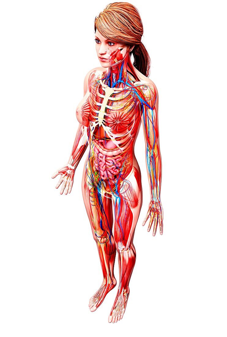 Female anatomy,artwork