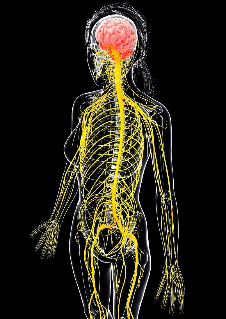 Female nervous system,artwork