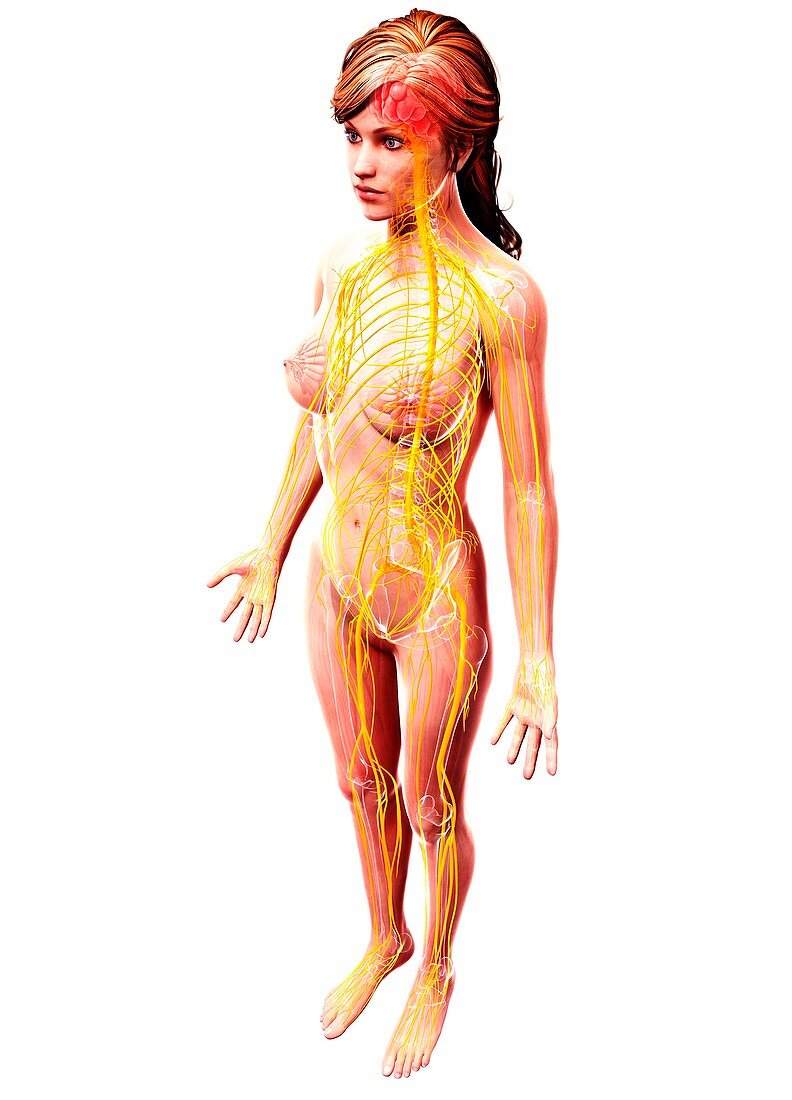 Female nervous system,artwork