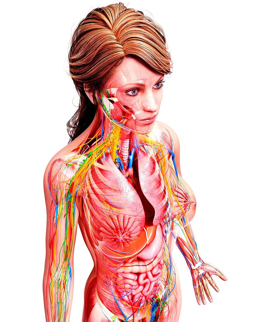 Female anatomy,artwork