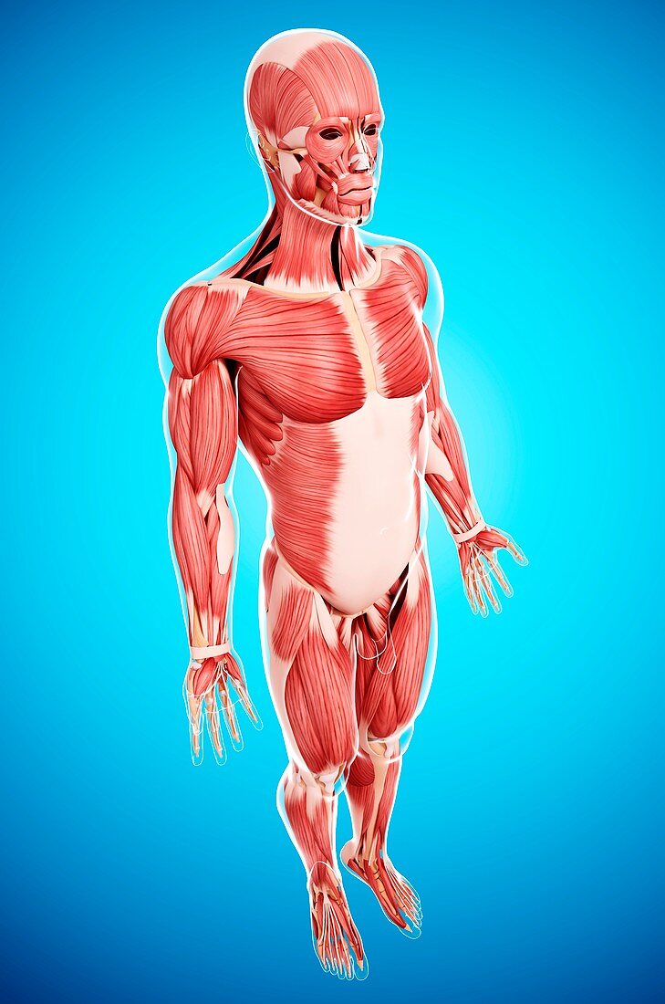 Male musculature,artwork