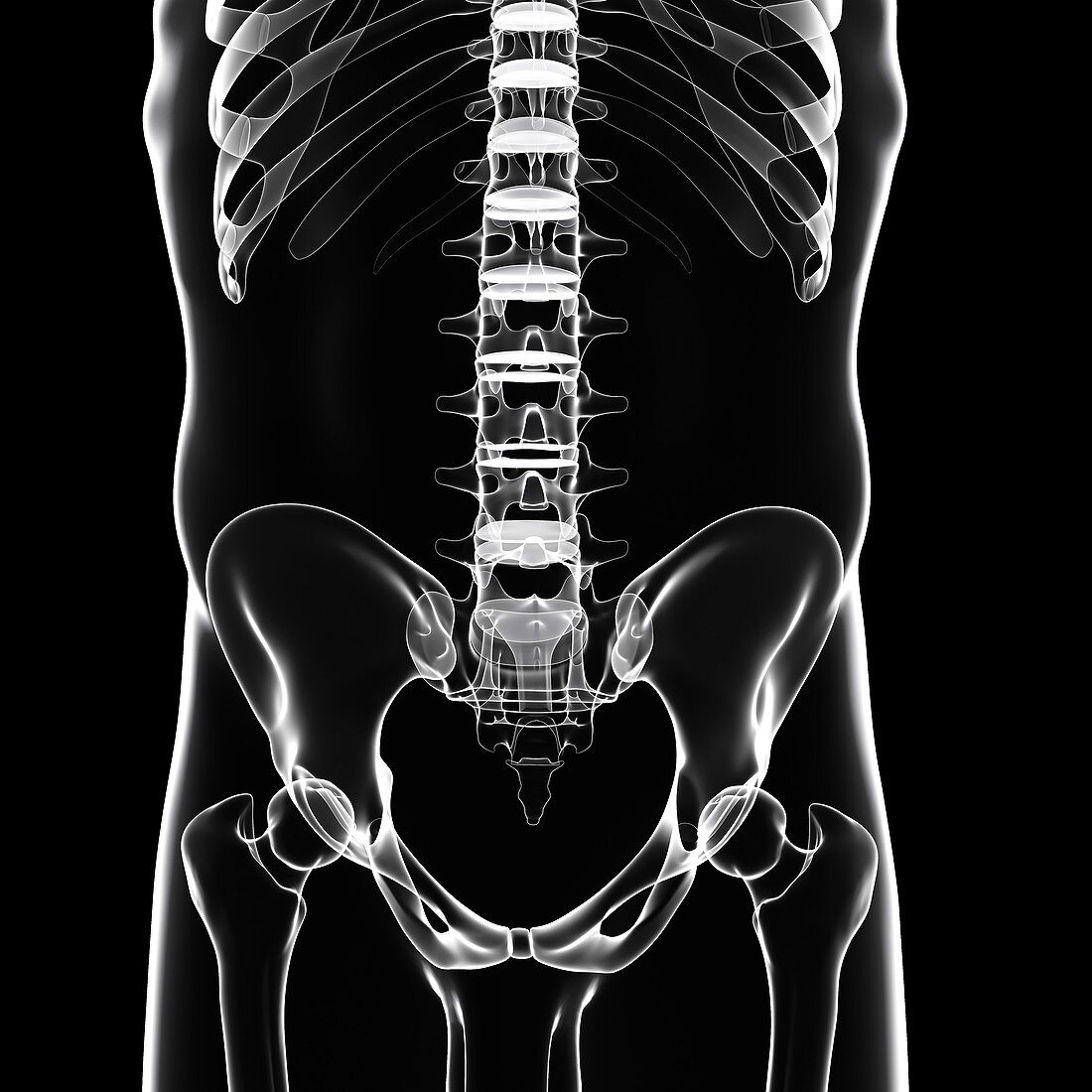 Male skeleton,artwork