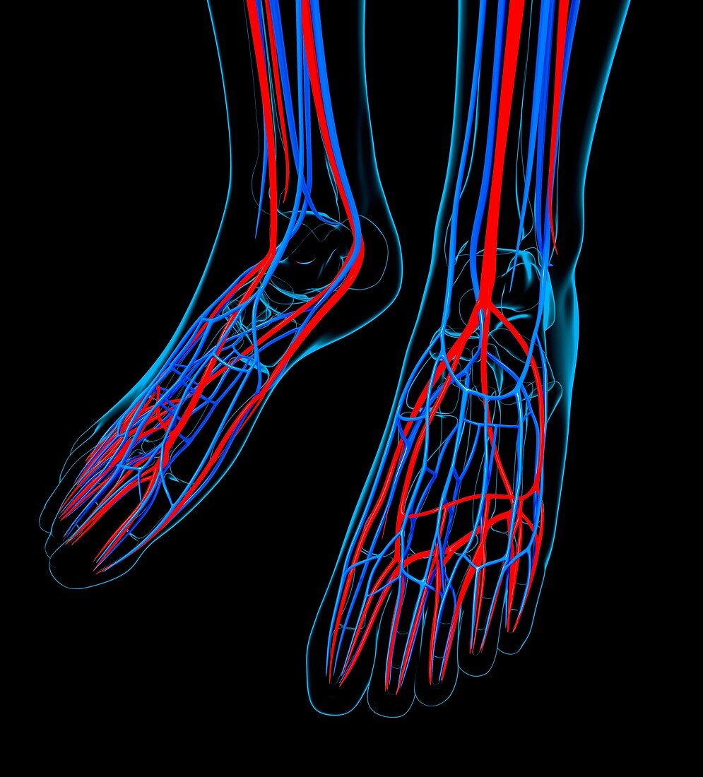 Human foot cardiovascular system,artwork