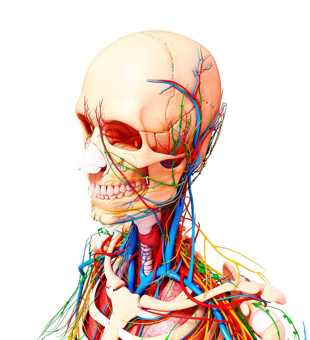 Human anatomy,artwork