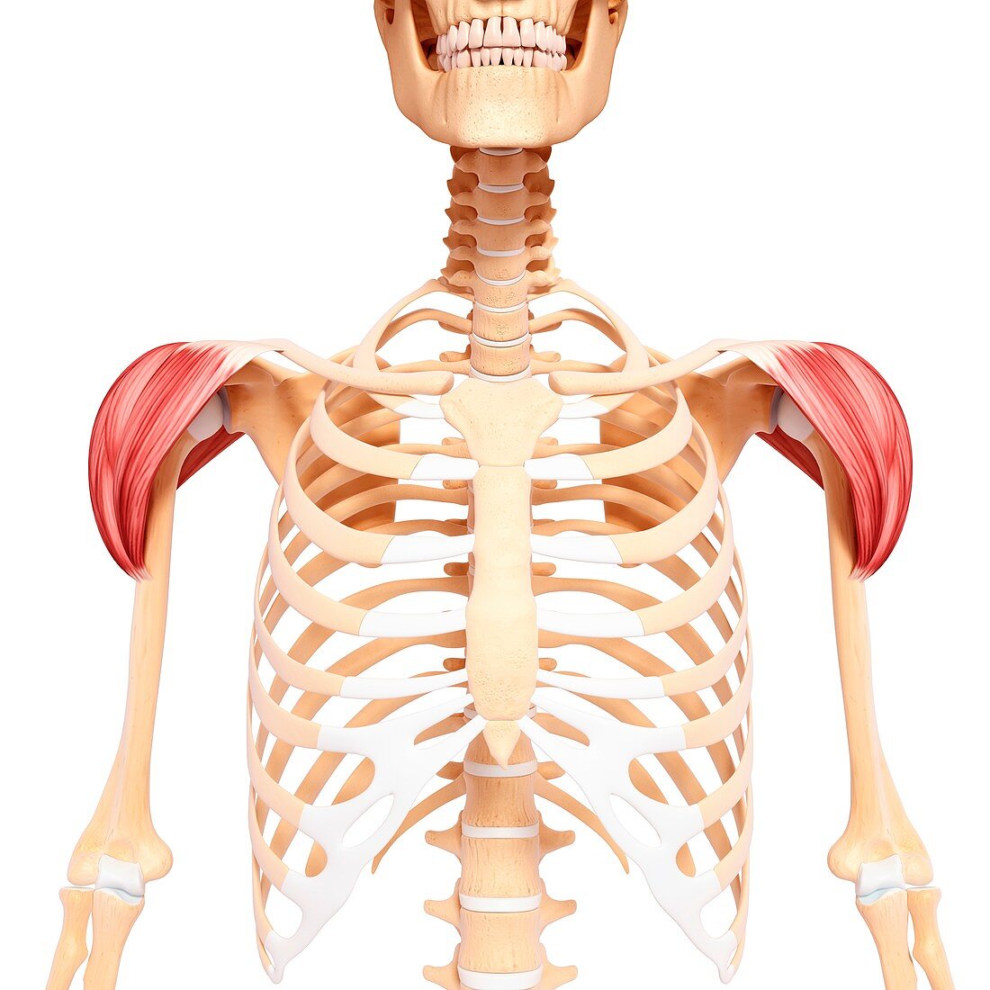 Human shoulder musculature,artwork