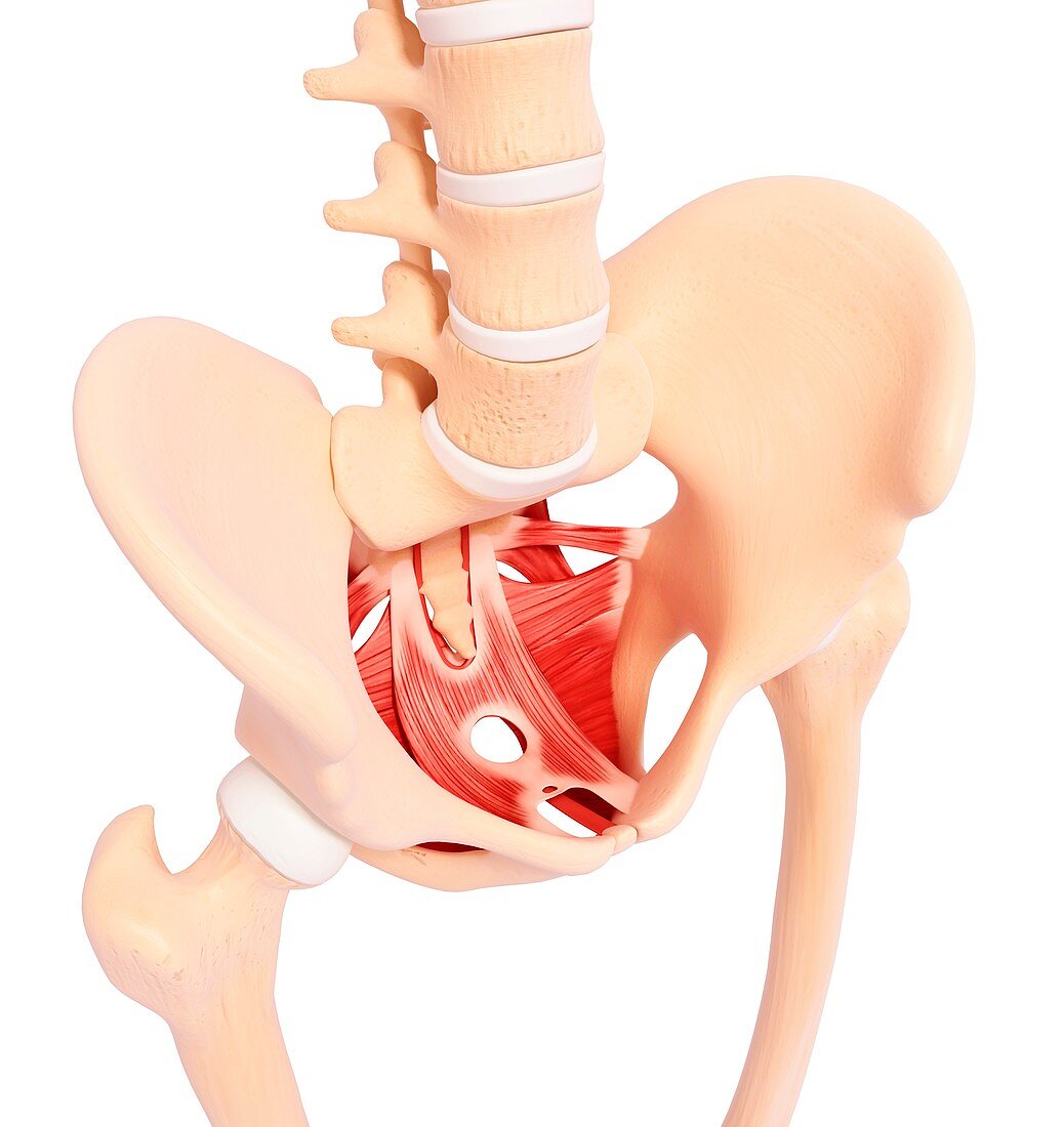 Human hip musculature,artwork