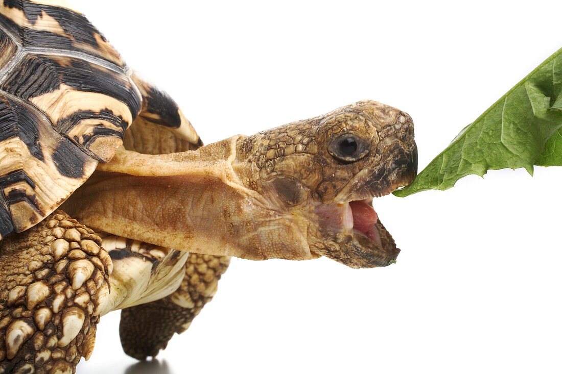 Leopard tortoise eating