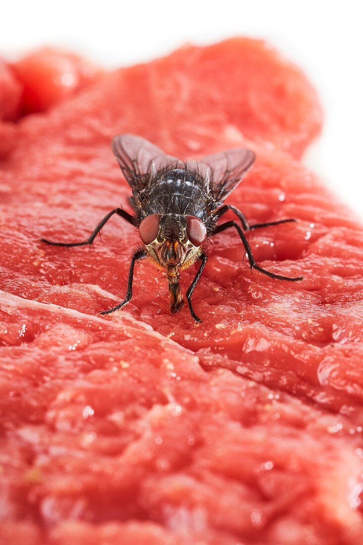 Bluebottle fly on meat