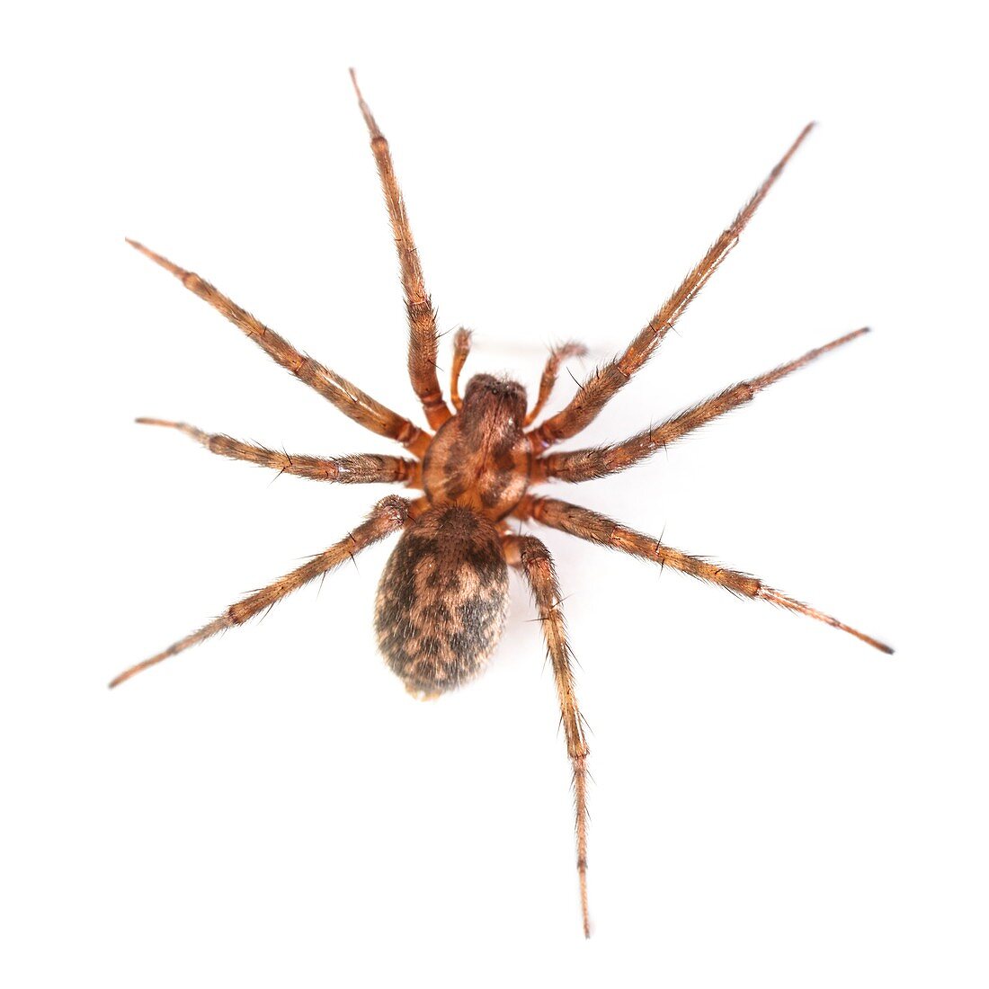 House spider