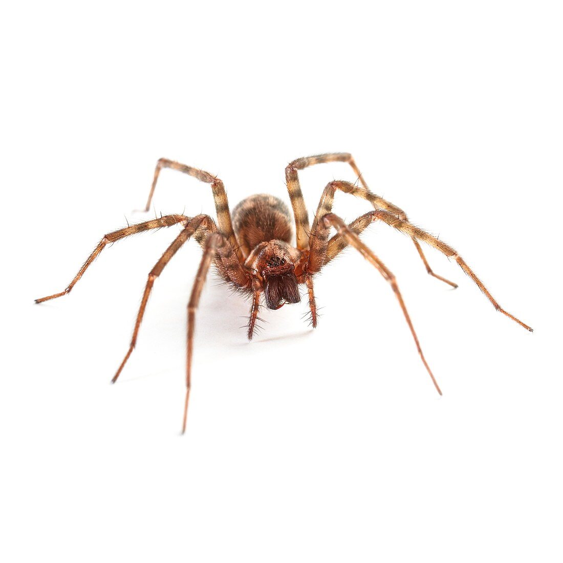 House spider