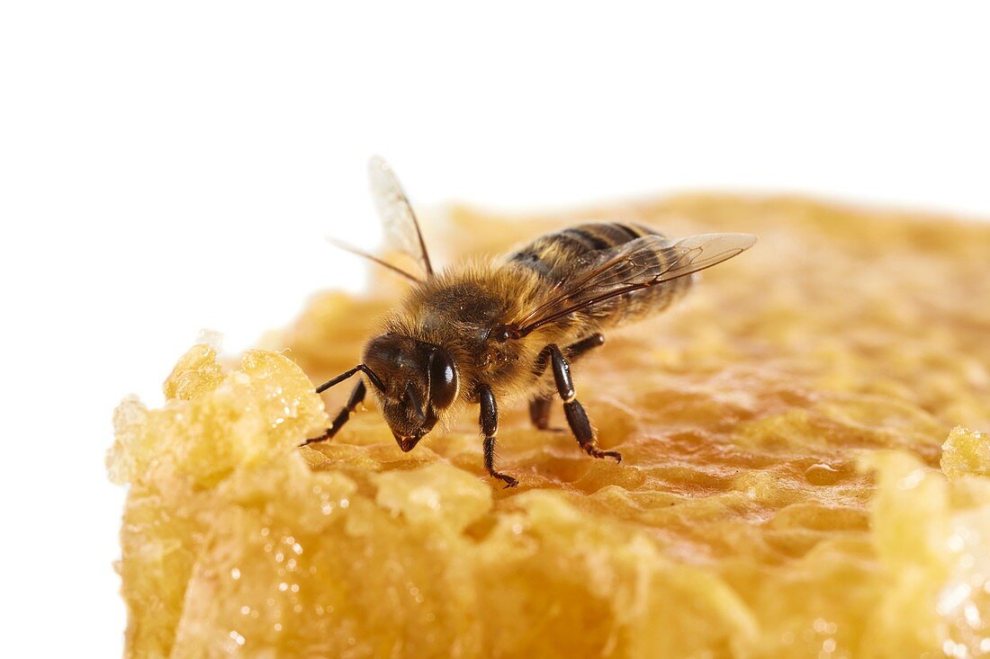 Honey bee on honeycomb