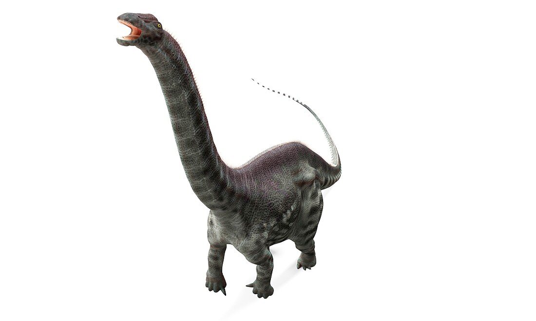 Apatosaurus dinosaur,artwork