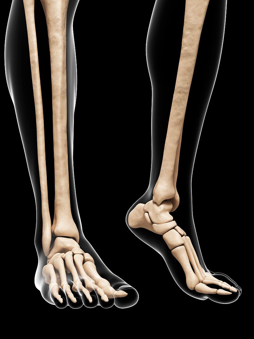 Bones of the feet,artwork