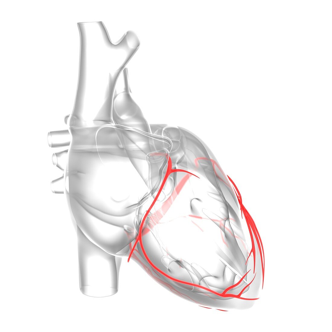 Coronary arteries,artwork