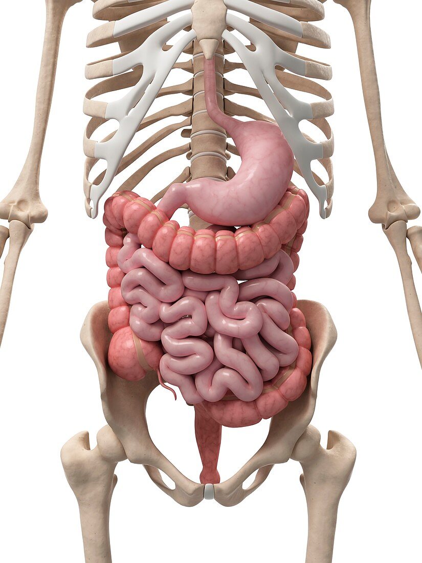 Healthy digestive system,artwork