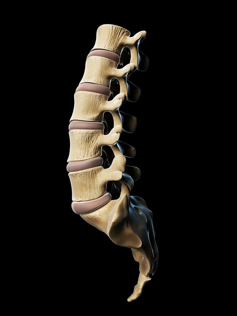Lumbar spine,artwork