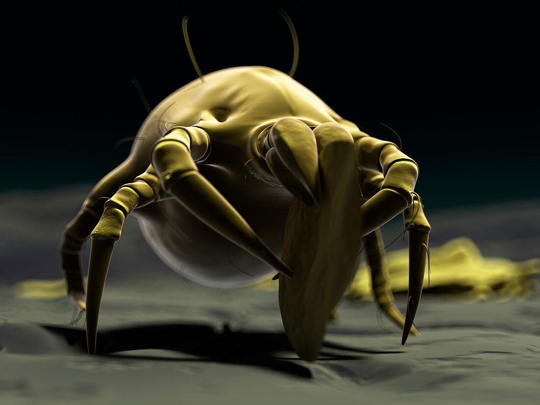 Dust mite,artwork