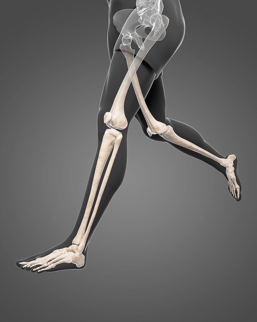 Leg bones,artwork