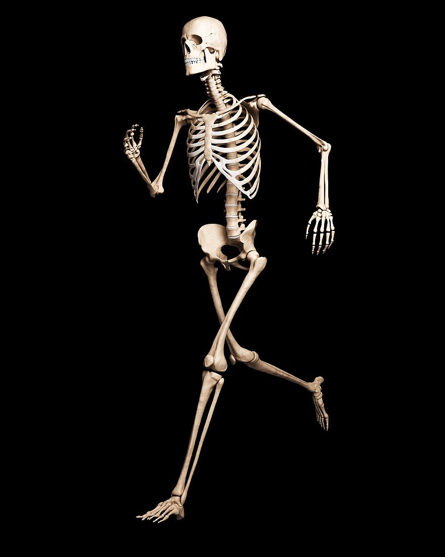 Running skeleton,artwork