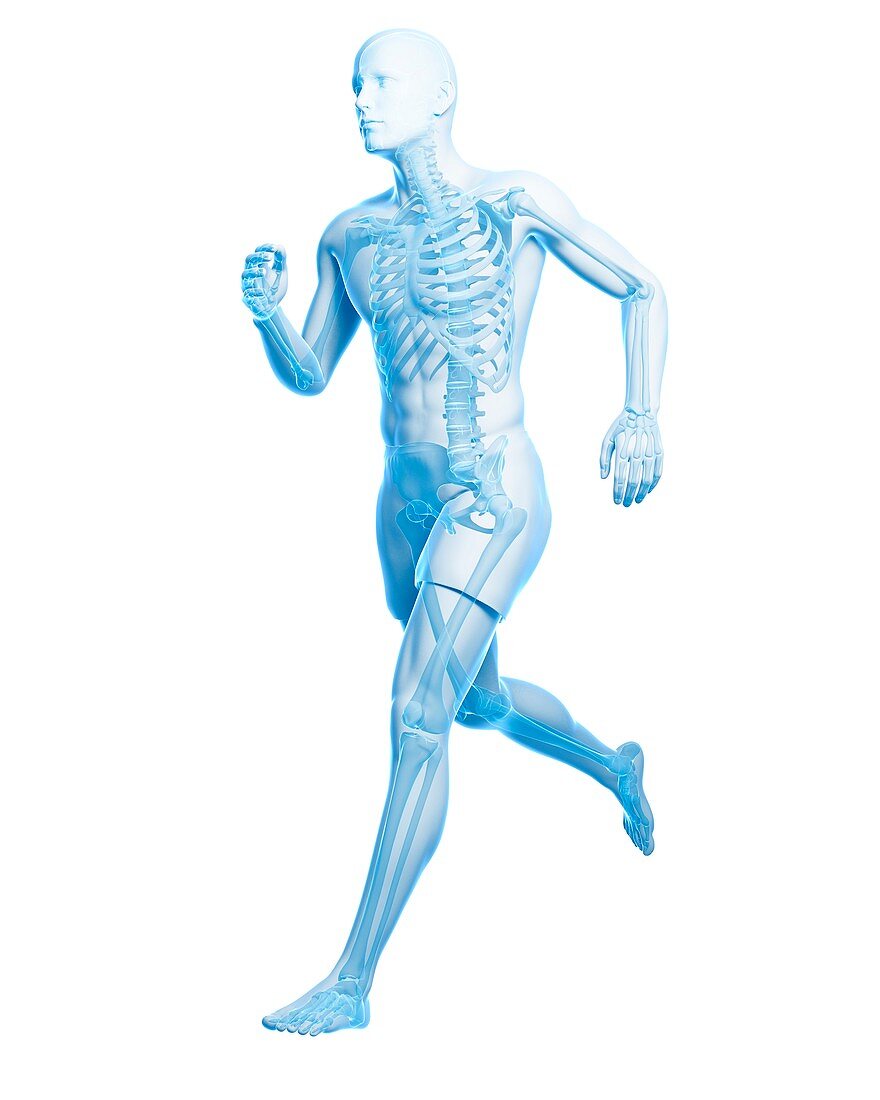 Runner anatomy,artwork