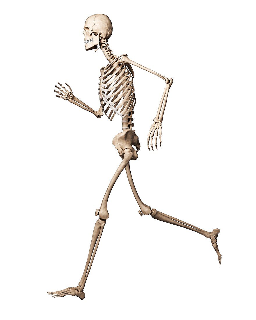 Running skeleton,artwork