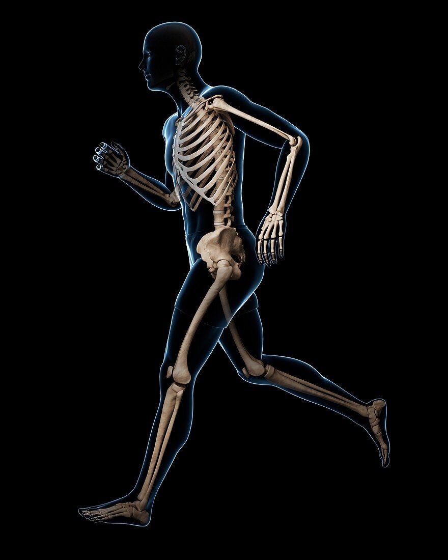 Running skeleton,artwork