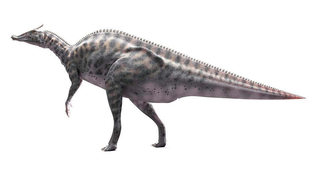 Saurolophus dinosaur,artwork