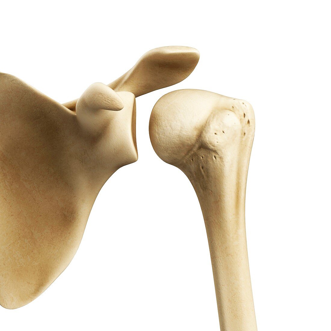 Shoulder joint,artwork