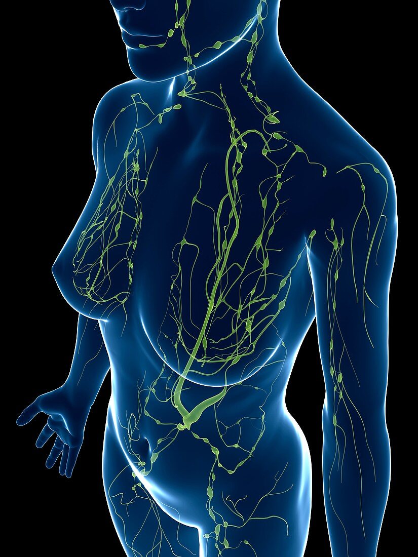 Female lymphatic system,artwork