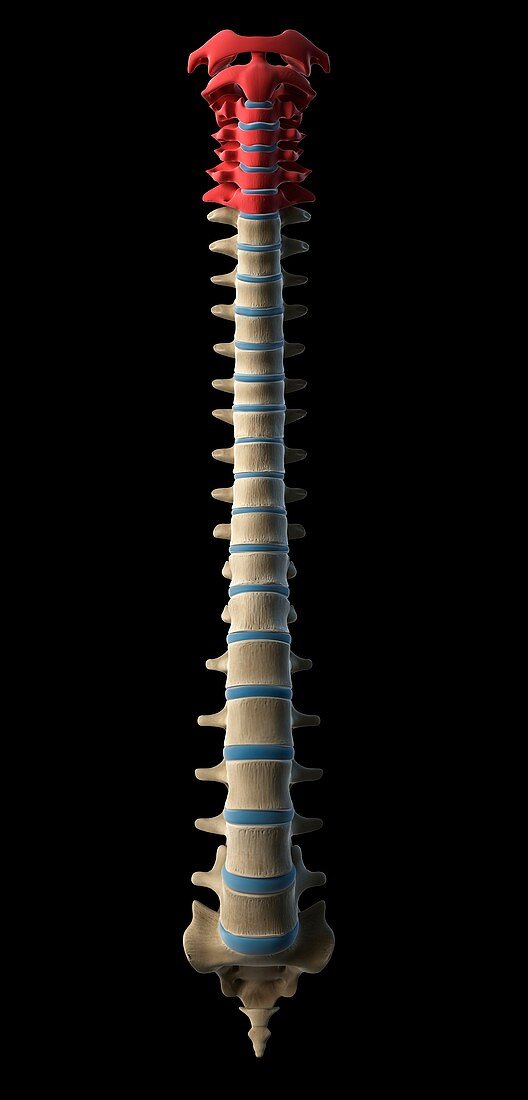 Cervical spine,artwork