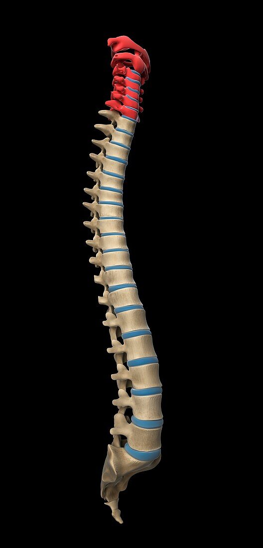 Cervical spine,artwork