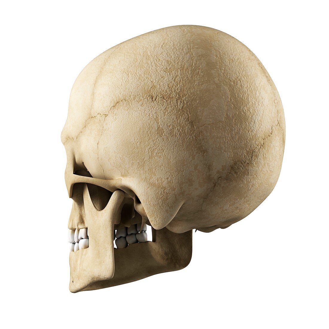 Human skull,artwork