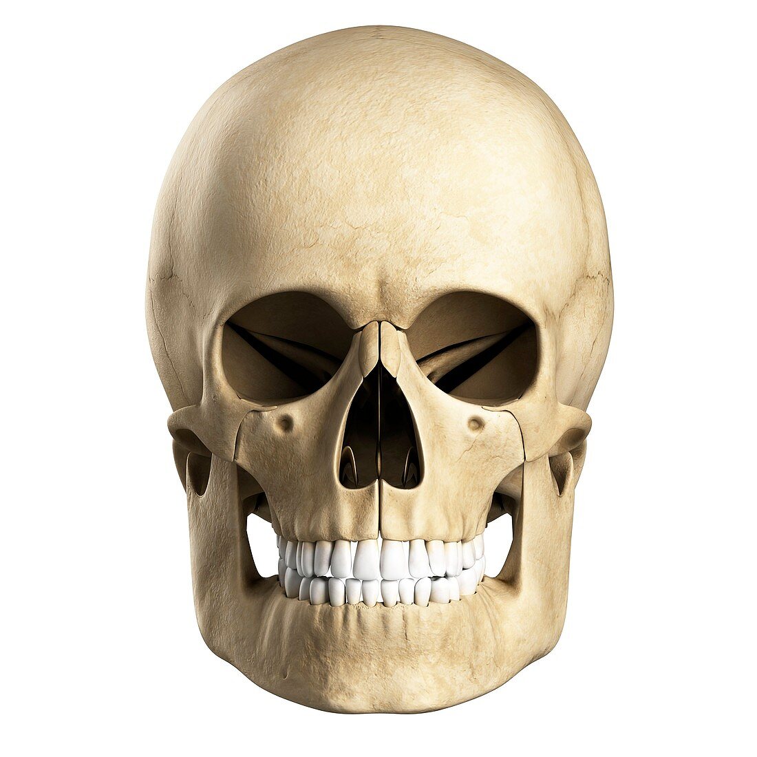 Human skull,artwork