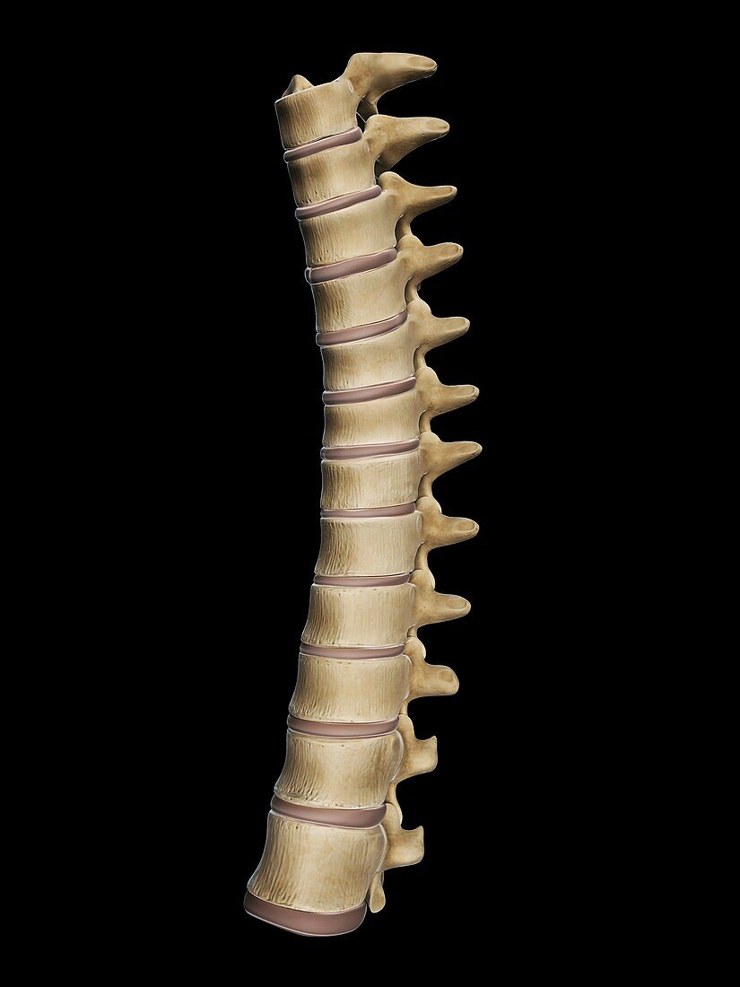 Thoracic spine,artwork