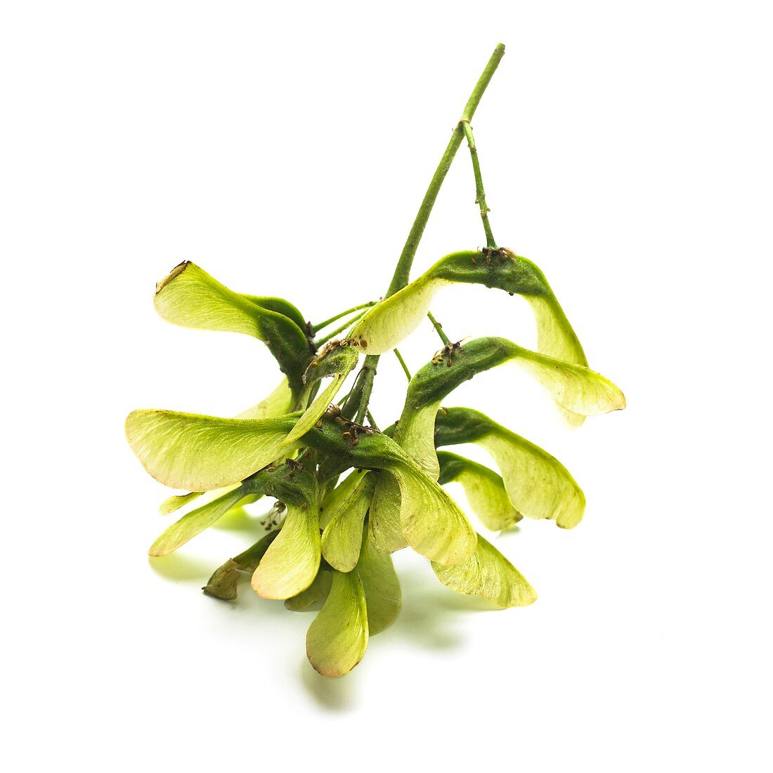 Sycamore Acer pseudoplatanus seeds