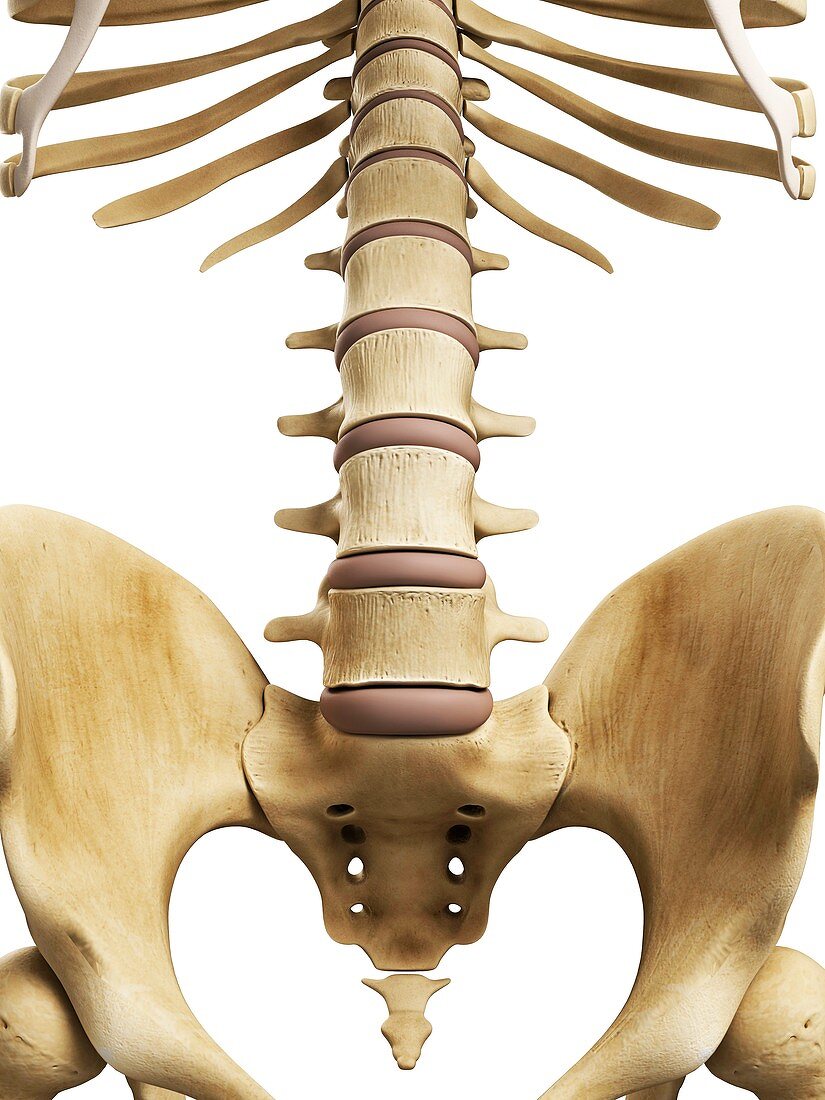 Spine and sacrum,artwork