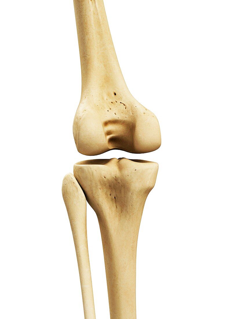 Knee bones,artwork