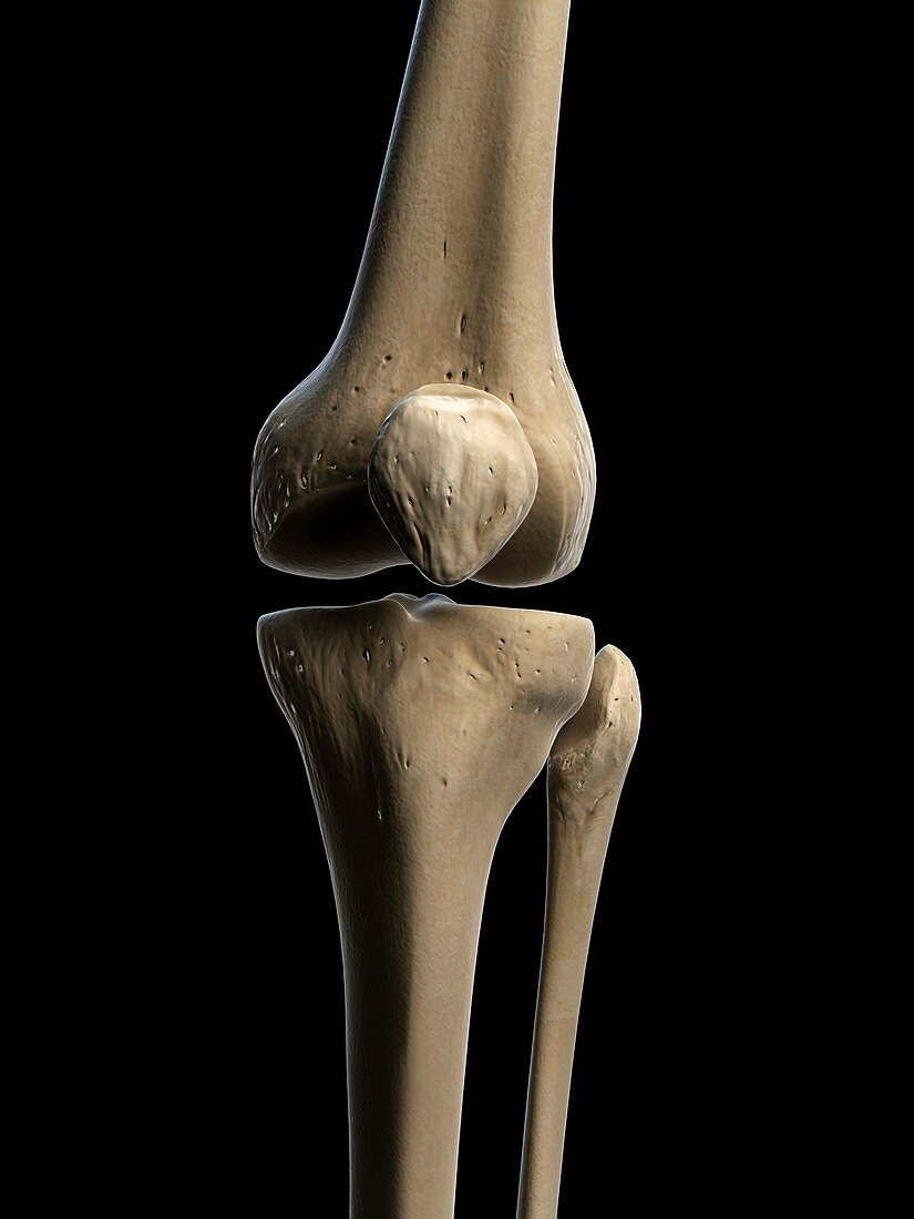 Knee bones,artwork