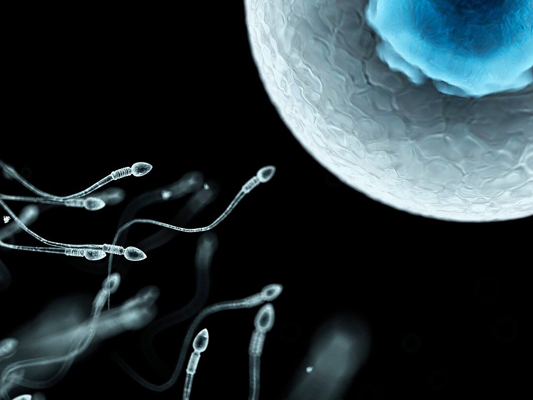 Egg and sperm,artwork