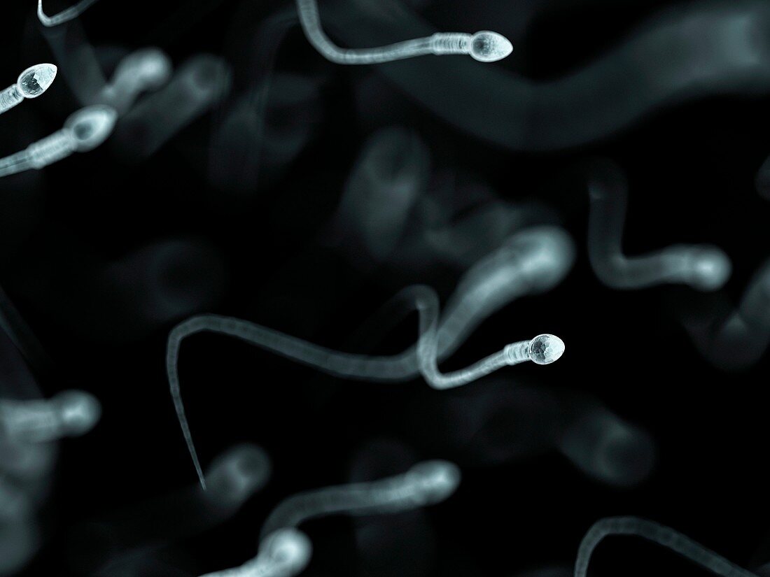 Human sperm,artwork