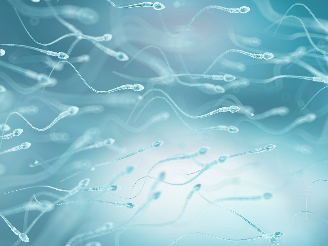 Human sperm,artwork