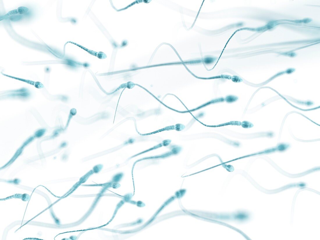 Human sperm,artwork