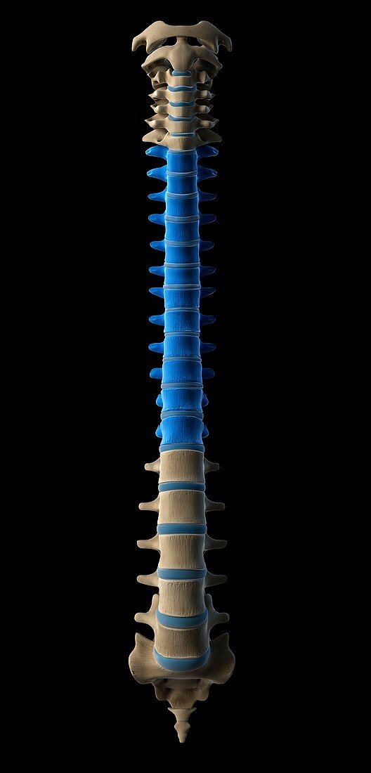 Thoracic spine,artwork