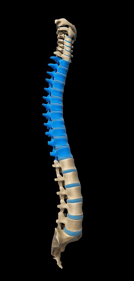 Thoracic spine,artwork