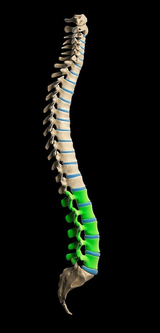 Lumbar spine,artwork