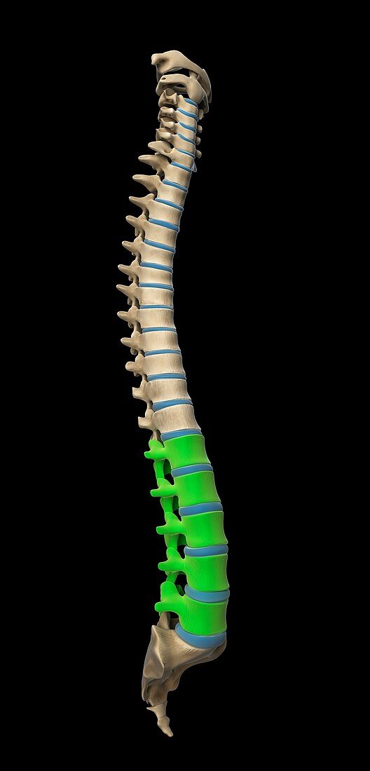 Lumbar spine,artwork